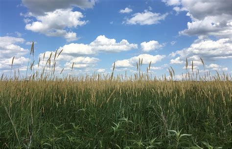 Goose Lake Prairie State Park