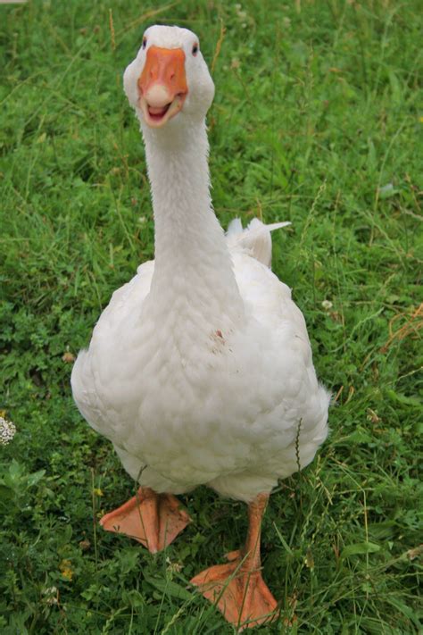 Goose Photos - Facebook