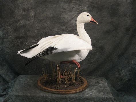 Goose Taxidermy - Etsy