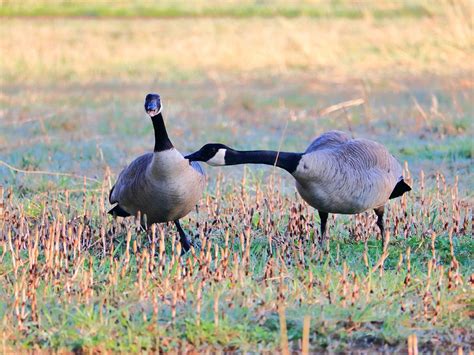 Goose bite. .  <a href=https://fasttrade.testingapplications.xyz/2rpmw...