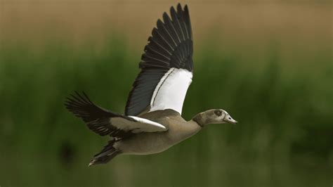 Goose hunting Calls APK Download for Android 