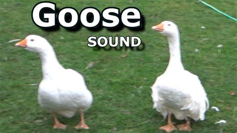 Goose noise. I hope you all appreciate the danger I put myself in to record this, Geese are pure evilMore 10 Hour Videos on my channel, all content is self created. 