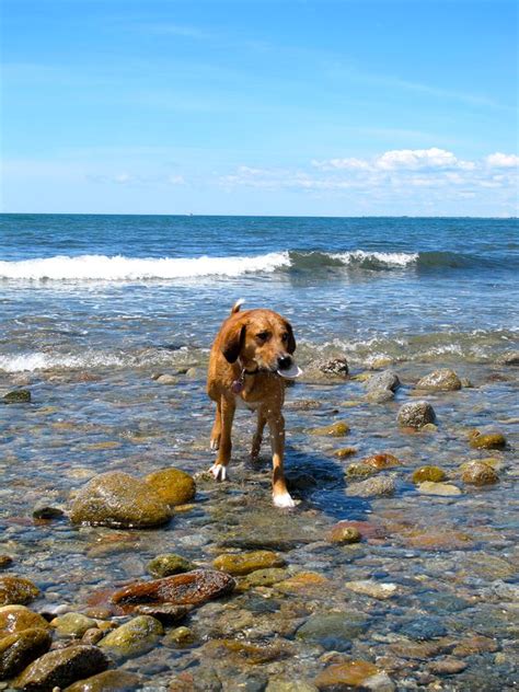 Gooseberry Island Beach - Westport, MA Pet Friendly Travel