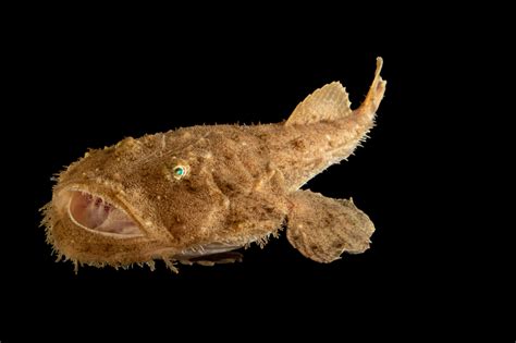 Goosefish