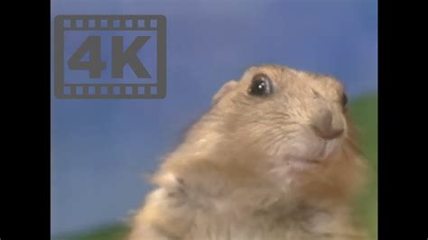 Gopher YouTube