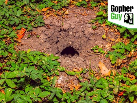 Gopher holes. Gopher tunnel systems, often starting with a gopher hole, can span between 200 and 2000 square feet, encompassing nesting areas, food storage, and gopher holes used as waste disposal sites. These gopher tunnels are created by utilizing their claws and teeth to dig and push soil in a backward direction toward the surface, forming mounds as … 