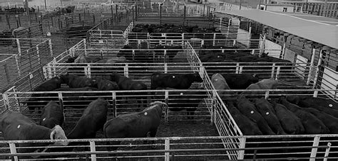 Gordon Livestock Market. 108 Foch Street. P.O. Box 368. Gordon, Nebra