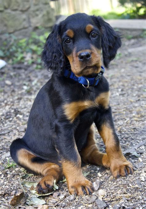 Gordon setter puppies. Lyric Gordon Setters is a small hobby breeder located in South Central Wisconsin. Our Gordon Setters are part of our family and enjoy participating in our family activities. Our dogs are first and foremost pets, but we enjoy doing lots of other activities with them such as conformation, hunt tests, obedience, rally, agility, and therapy work. 