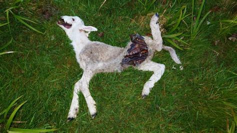 Gore Puppy Onlyfans Leak