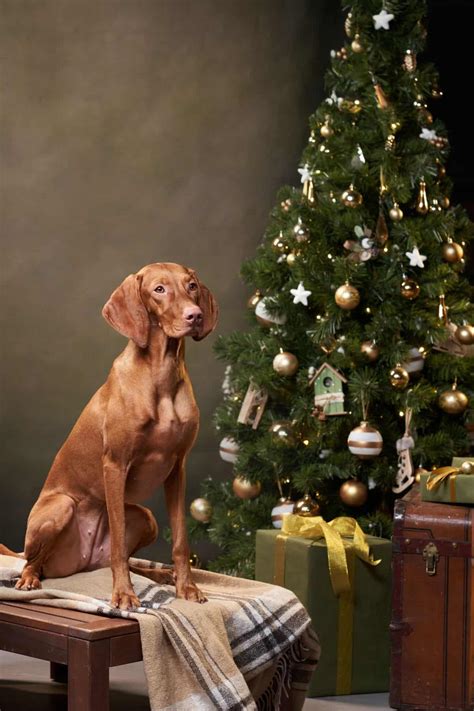 Gorgeous Hungarian Vizsla Ornaments You Need In Your Life