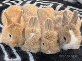 Gorgeous Lionhead Bunnies in Newdigate on Freeads Classifieds ...