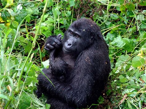 Gorilla Onlyfans Leak
