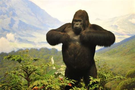 Gorilla Diorama – New York, New York - Atlas Obscura