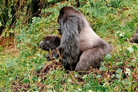 Gorilla and granny sex. .  ...