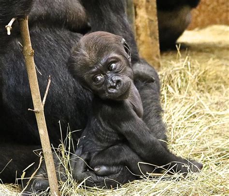 Gorilla baby born at National Zoo; Great Ape House reopens Tuesday