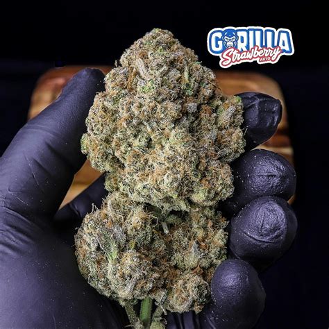 Gorilla blood strain. .  Fast Buds created this Indica-leaning strain ...