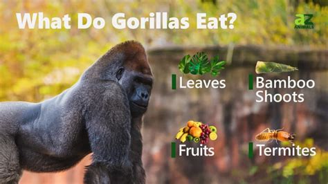 Gorilla diet. Dec 22, 2022 · Mountain gorilla (Gorilla beringei beringei): This subspecies consumes parts of at least 142 plant species and only 3 types of fruit (almost no fruit is available in their environment due to the high altitude). About 86% of its diet is leaves, shoots and stems, 7% is roots, 3% is flowers, 2% is fruit and 2% is ants, snails, and larvae. 