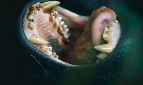 Gorilla teeth before and after. Jul 7, 2020 · Now there are two types of teeth left in the mouth of a gorilla: incisors and canines. Gorillas have incisors and canines to help cut, rip, and tear food. Since gorillas don’t eat meat, this mostly helps them when eating bark off of trees. Especially if you come to the Zoo and visit Habitat 2, I know two geriatric girls who love their browse ... 