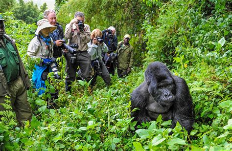 Gorilla trekking rwanda. Surrounded by swaying eucalyptus trees, One&Only Gorilla’s Nest awakens a wild spirit of adventure. A place that encourages you to gaze into the mirror through eye opening encounters with majestic mountain gorillas and experience the story of Rwanda. 