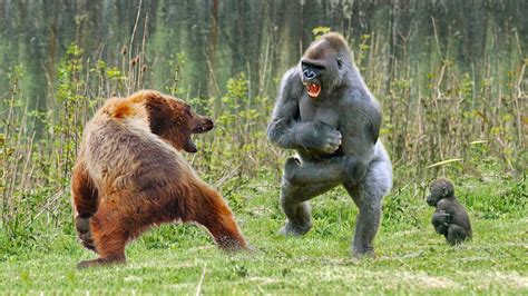 Gorilla vs bear. Things To Know About Gorilla vs bear. 