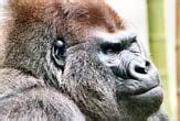 Gorillas Gave Humans