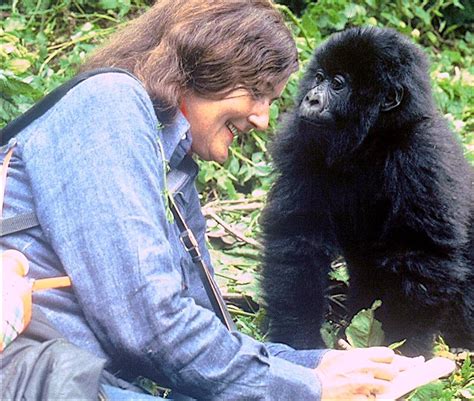 Gorillas Walking Upright? - Dian Fossey