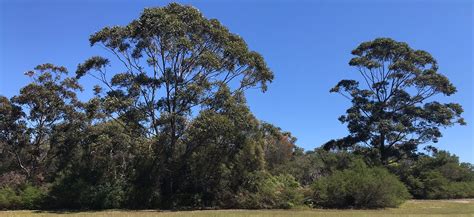 Goroka Reserve Northern Beaches Council