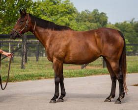 Goshen Horse Pedigree