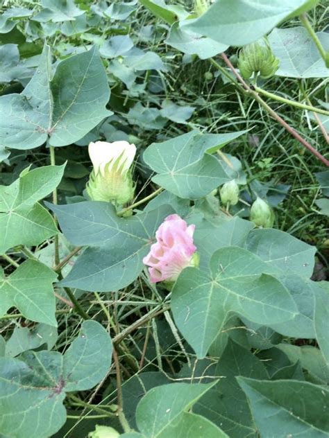 Gossypium hirsutum Upland Cotton PFAF Plant Database