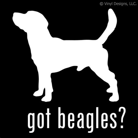 Beagles are similar in appearance to foxhounds. They’re smaller but with the same soft floppy ears, strong jaw, short hair, and (usually) tricolor coat. Most are tricolor, with white and black and light brown patches. However, some are two colors (like the lemon Beagle), with patches of tan, white, lemon, red, and more.. 