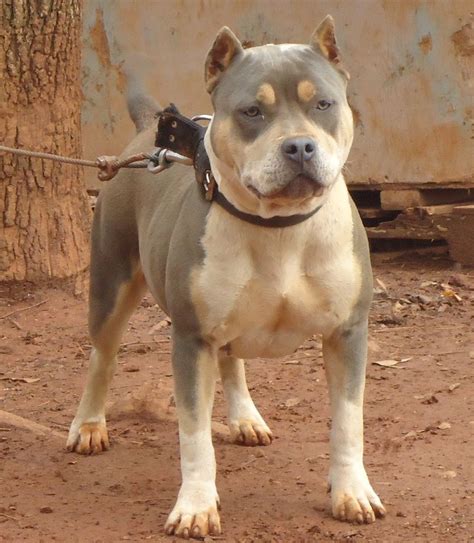 A Gator Pitbull is a type of Pitbull that was specifically bred as a fighting dog in the past. This breed comes in a variety of colors, including black, blue, brindle, red-nosed, and blue-nosed. They have short, glossy fur and can weigh up to 65 pounds (29 kilograms) and grow to be 15-20 inches long (38-51 cm).