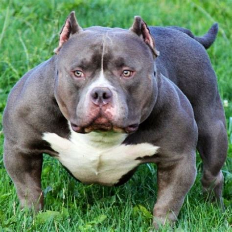Gotti bully breed. Some breeds included in this category are also rather surprising, as they differ greatly in size to many of the other bully breeds. Examples of bully breeds include: American Bulldog. American Pit Bull Terrier. American Staffordshire Terrier. Boston Terrier. Boxer. Bull Mastiff. Bull Terrier. 
