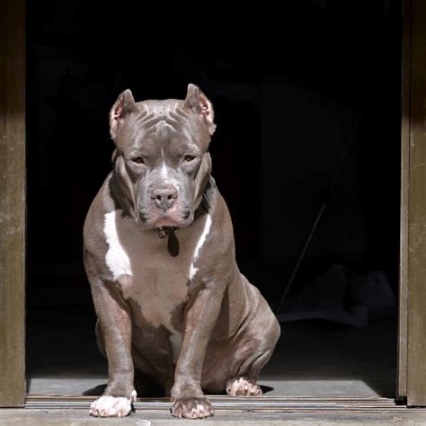 Gotti razor edge bully. This bloodline was started by Richard Barajas of West Side Kennels. He actually owned the first sire, The Notorious Juan Gotty. Back in 1997 he bought Gotty for an amount of $1,300, from Tony ... 