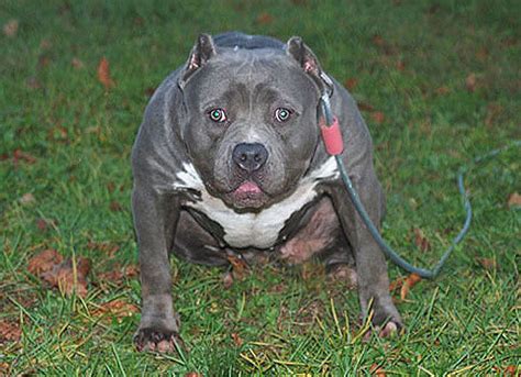 In terms of features, Gottiline Pitbulls are stockier and shorter compared to the traditional Pitbull bloodline, looking more like a Mastiff or Bulldog. They ...
