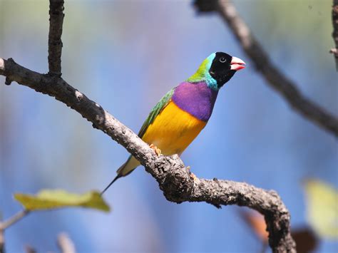 Gouldian Finch Bird Australia