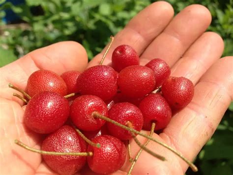 Goumi berry. Although cherries and berries are both considered fleshy fruits, cherries are drupes, which are a type of fruit that contain a single seed in the center surrounded by a hard core. ... 