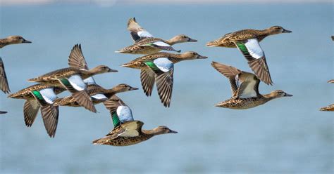 Governing the take of migratory birds under the …