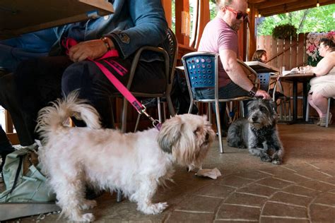 Government says dogs can dine al fresco but not everyone is on board