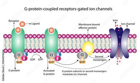 Gpcr stock. Things To Know About Gpcr stock. 