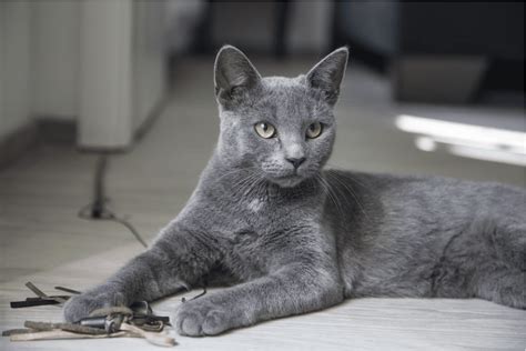 Grå katt