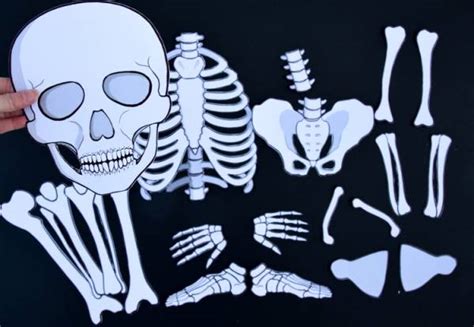 Grab a LifeSized Printable Skeleton for Fun Learning Lesson Plans