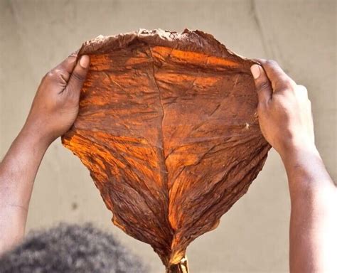 Grabba Leaf Fronto Leaf