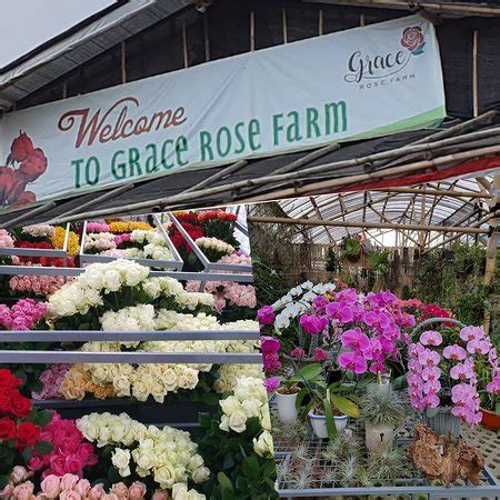 Gracerosefarm - Kunjungi Grace Rose Farm di Bandung untuk menikmati pemandangan alam yang mempesona dan koleksi bunga yang lengkap. Tempat sempurna untuk pecinta bunga dan