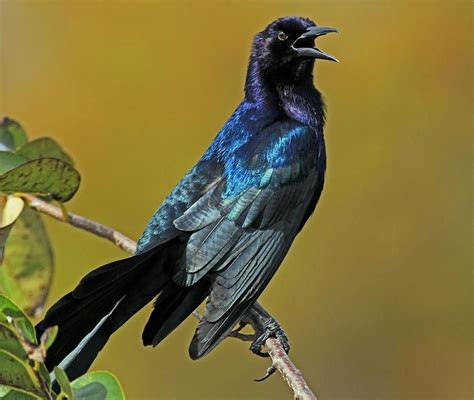 Grackles: 10 Things You Didn