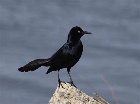 Grackles in North America (All You Need to Know) - Bird Advisors