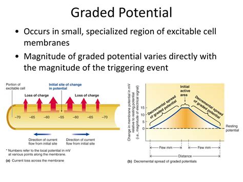 Graded Potential Definition, Types, and Diagram