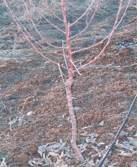 Grafting Height Effects on Lateral Branching, Shoot