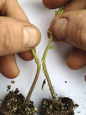 Grafting Techniques for Greenhouse Tomatoes - Center for …