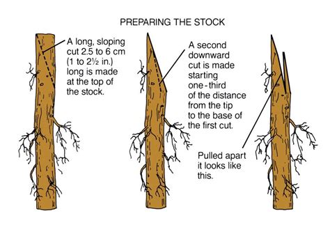 Grafting Types, Whip-and-Tongue Grafting