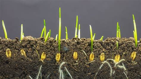 Grains – Growing From the Ground Up